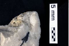 Foto (Detailansicht) von Galatheites zitteli (Moericke, 1889) (NHMW-GEO-1990-0041-0315)